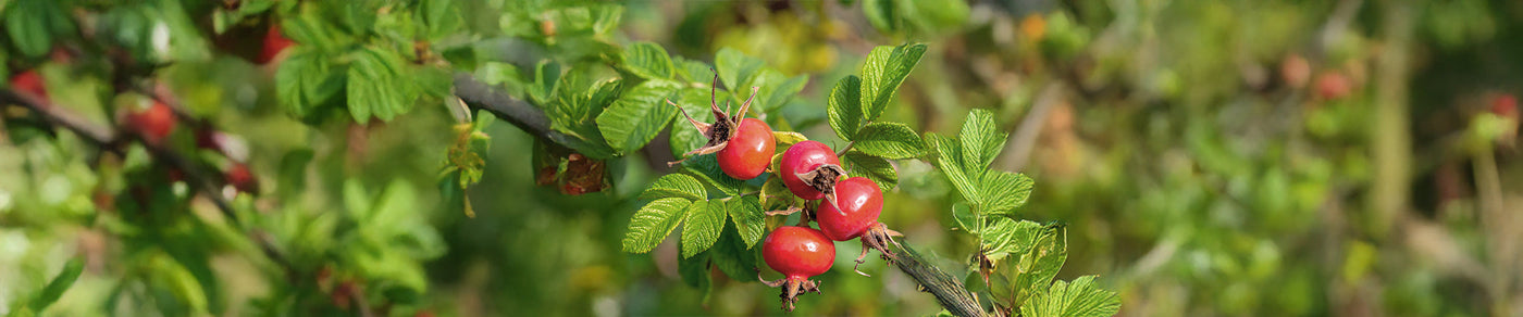 rosehip oil